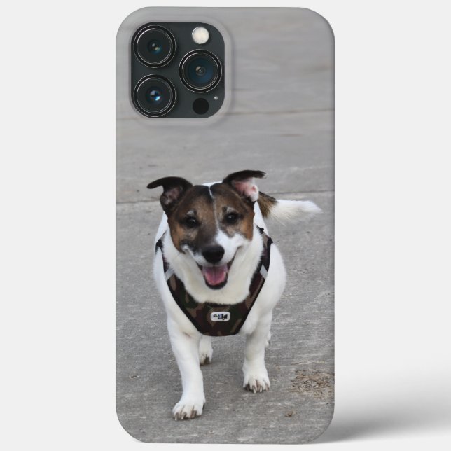 Capo von Oppenheim, Jack Russell Terrier Dog (Verso)