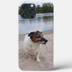 Capo von Oppenheim, Jack Russell Terrier Dog