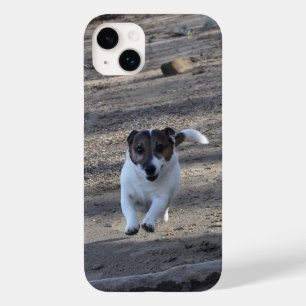 Capo von Oppenheim, Jack Russell Terrier Dog