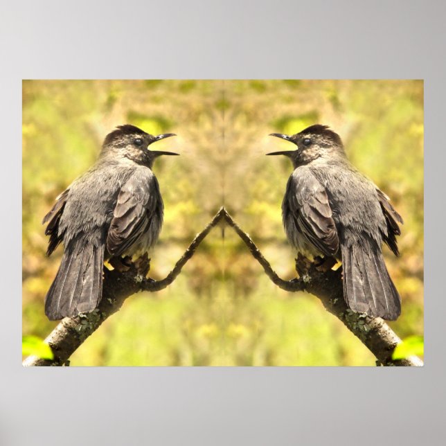 Caprinos De cinza Cantando A Poster De Canções (Frente)