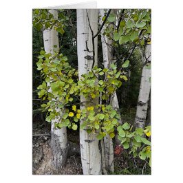 Captura de Árvores de Birch - Cartão de Arte de 5"