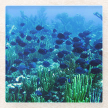 Captura de Peixe de Disco Azul