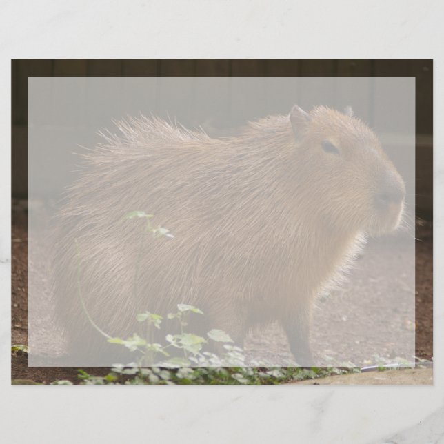 Capybara (Frente)