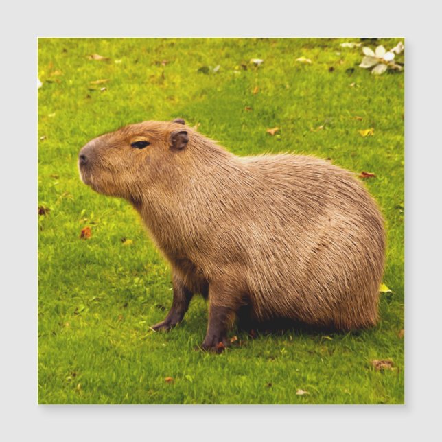 Capybara (Frente)