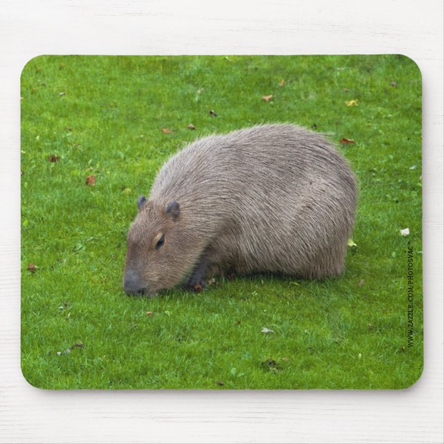 Capybara Mousepad (Frente)