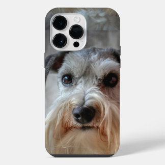 Cara de cachorro Schnauzer