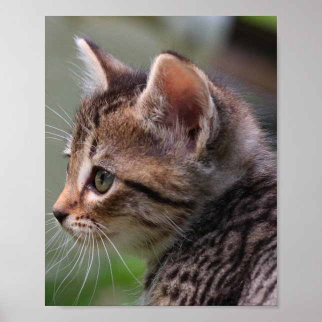 Cara de gatinho, fofo, gato, impressão de poster (Frente)