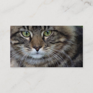 Cara do cartões de visitas felinos (do gato)