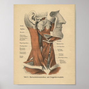 Cara e pescoço do impressão da anatomia do alem