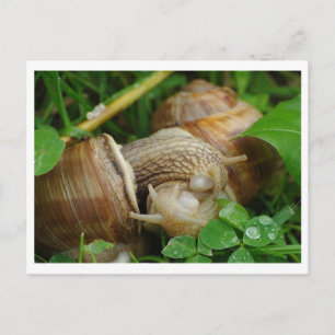 Caracóis Amam Beijo Cartão Postal