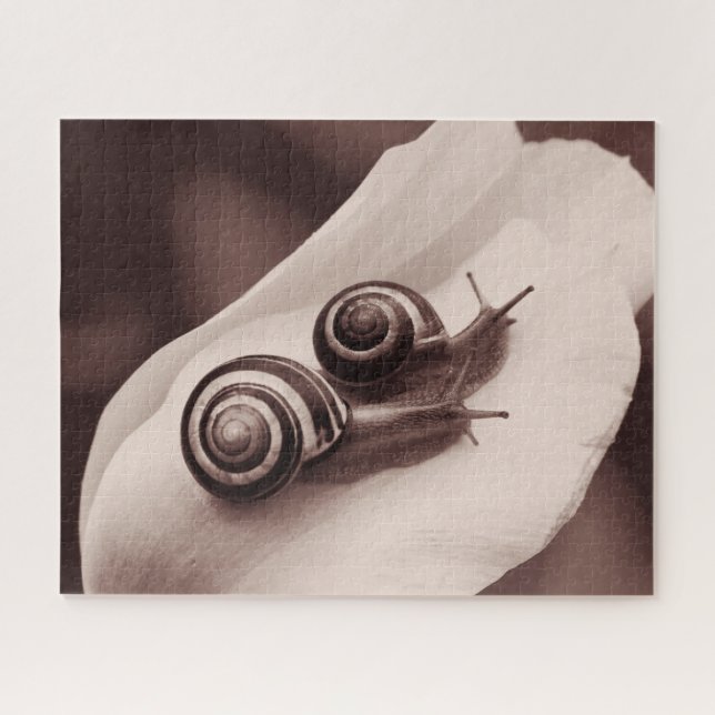 Caracóis na Rosa, Quebra-Cabeça (Horizontal)