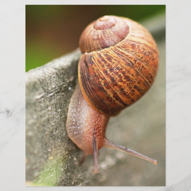 caracol (Frente)