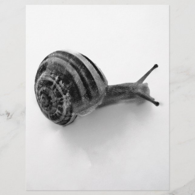 Caracol B&W (Frente)
