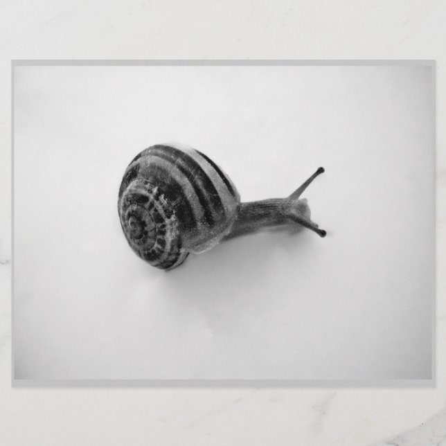 Caracol B&W (Frente)