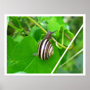 Caracol de terra em um impressão da folha
