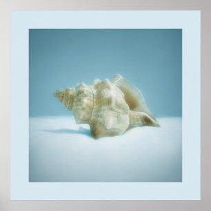 Caracol-do-mar - poster