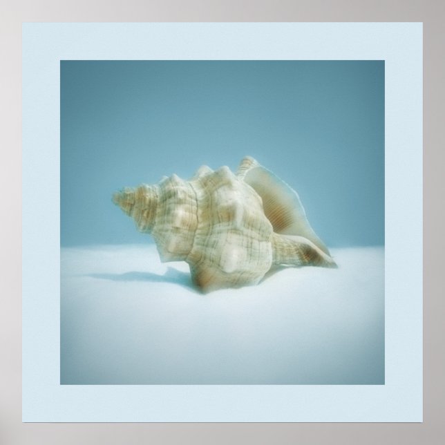 Caracol-do-mar - poster (Frente)