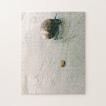 Caracol no quebra-cabeça da praia