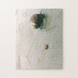 Caracol no quebra-cabeça da praia