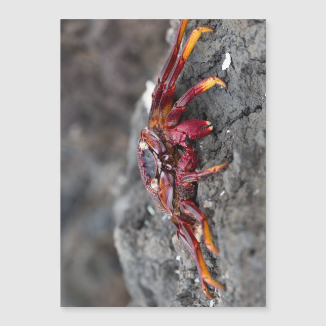 Caranguejo de rock vermelho (Frente)