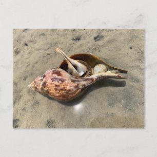 Caranguejo Ermitão Casca de Tulipa Cartão Postal d