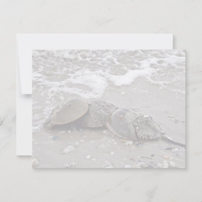 Caranguejo-Ferradura (Frente)