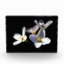 Cardamine Pratensis Flowers pbcnm