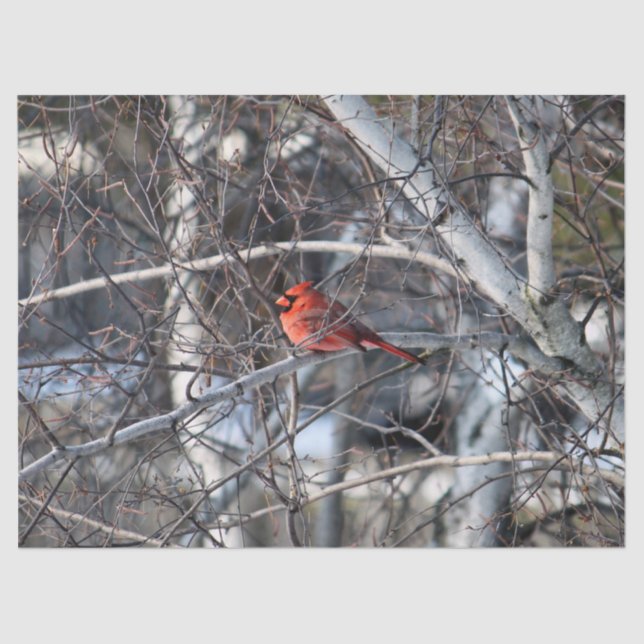 Cardeal 2926 - Papel Tecido (Frente )