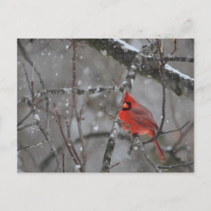 Cardeal - Cartão postal