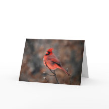 Cardeal de Perseverança em um Cartão de Nota de Te