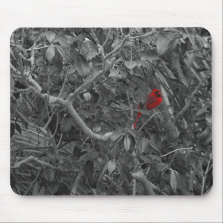 Cardeal em um Mousepad de Árvore