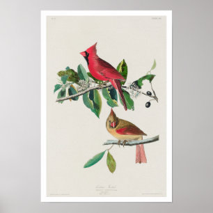 Cardeal Grosbeak por Poster de Audubon
