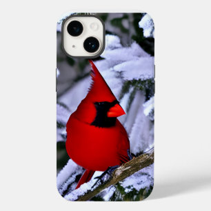Cardeal Vermelho Inverno