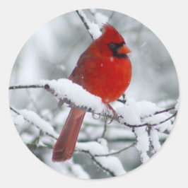 Cardeal vermelho na etiqueta da neve