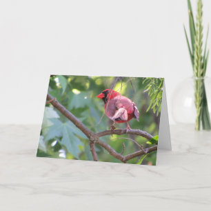 "Cardinal do Norte Macho" Cartão de Aniversário #2