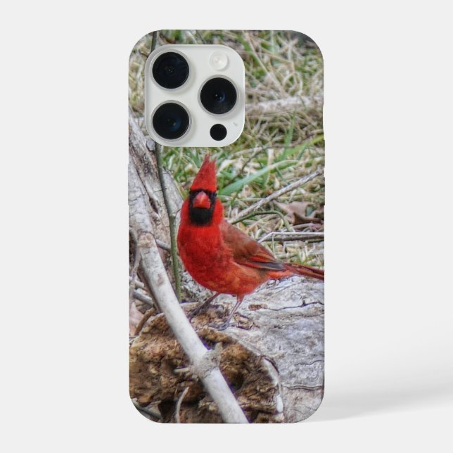 Cardinal Vibrante (Verso)