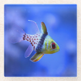 Cardinalfish do pijama