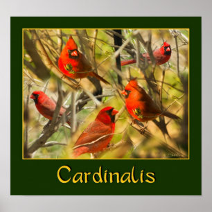 Cardinalis - POSTER - Colagem de Cardinais