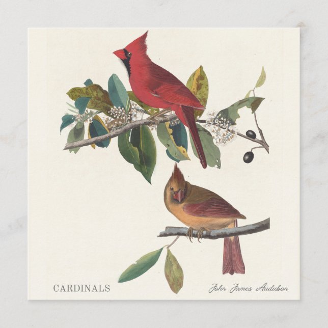 Cardinals by John James Audubon (Frente)