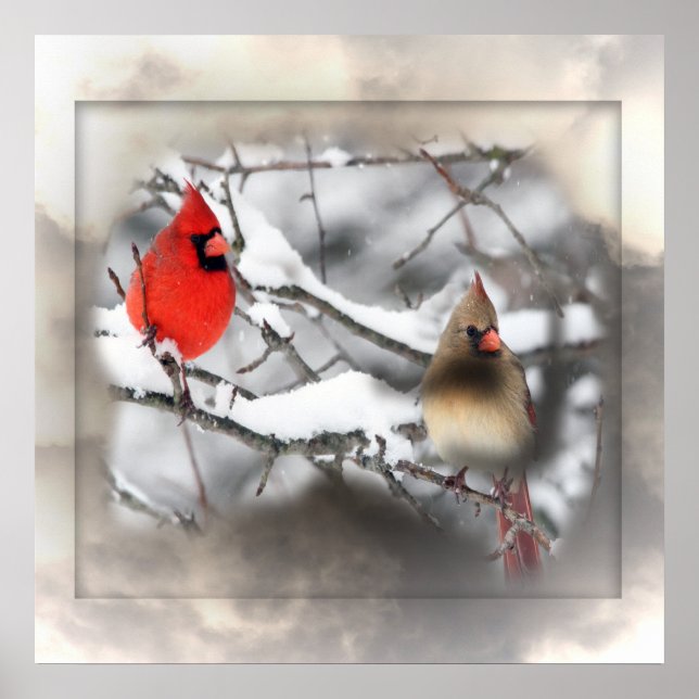 Cardinals Winter Scene Poster (Frente)