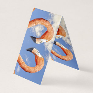 Caribe o coração do flamingo