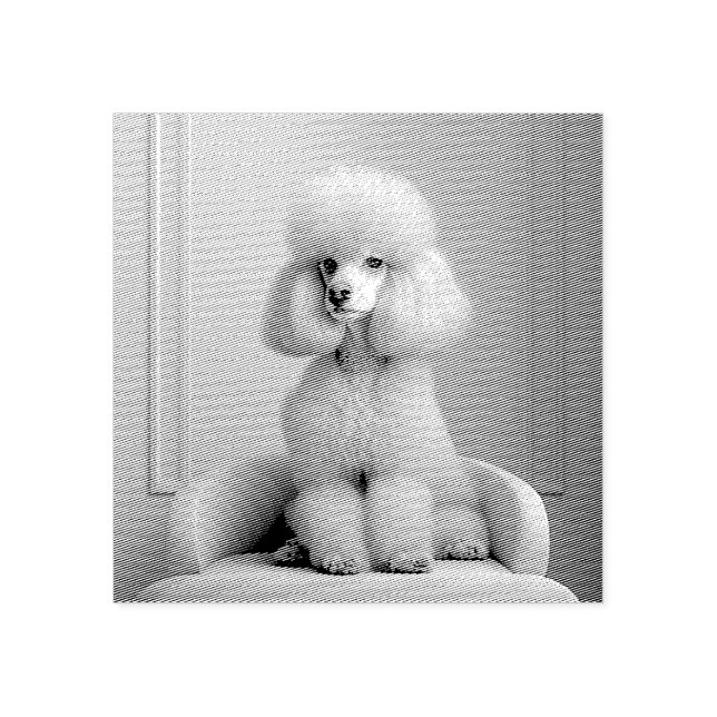 CARIMBO DE BORRACHA DE POODLE ROSA (Impressão)