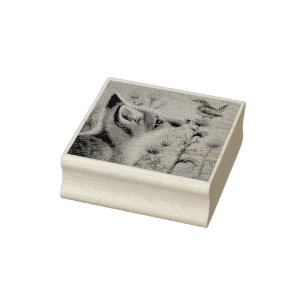 Carimbo De Borracha Jovem Red Fox & Carolina Wren Bird Watercolor Art