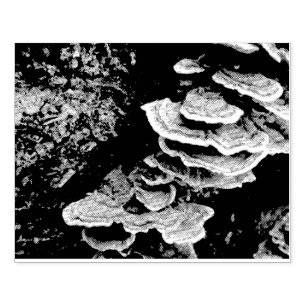 Carimbo de Borracha Shelf Fungus