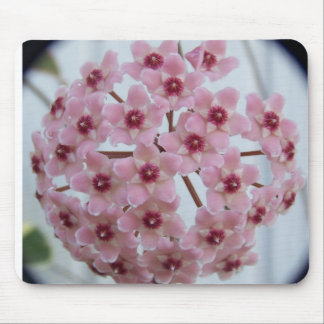 Carnosa Mousepad Tricolor de Hoya