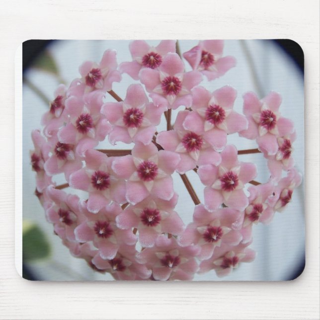 Carnosa Mousepad Tricolor de Hoya (Frente)