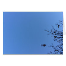 Carolina Blue, cartão
