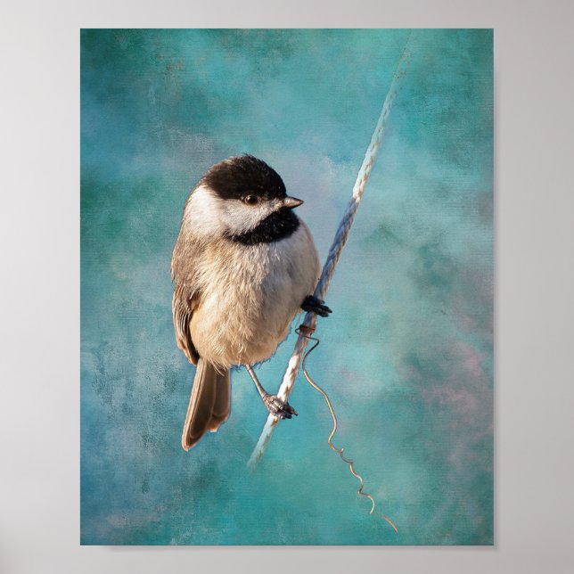 Carolina Chickadee Poster (Frente)