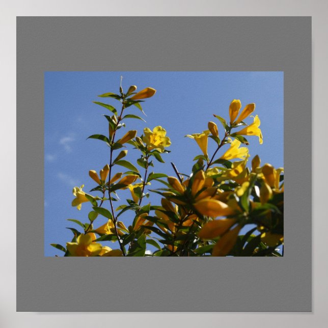 Carolina Jasmine Poster (Frente)