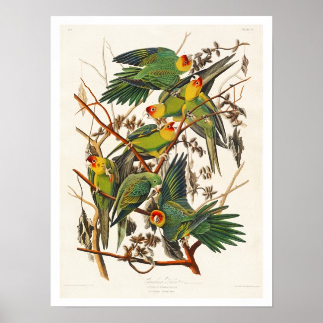 Carolina Parrot por Audubon Poster (Frente)